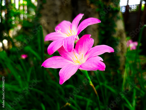 pink rain lily or zephyranthes lily with growth around a big tree photo