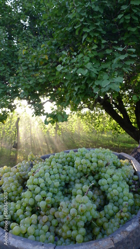 Morning view of a beautiful vineyard