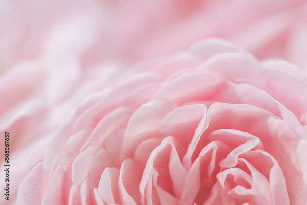 Soft focus, abstract floral background, pink rose flower. Macro flowers backdrop for holiday design Soft focus, abstract floral background, pink rose flower. Macro flowers backdrop for holiday design
