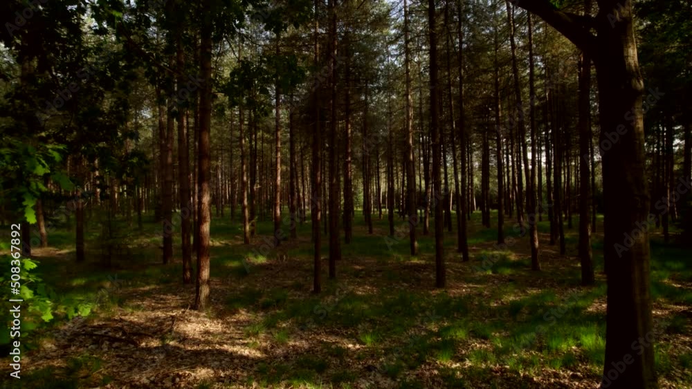 POV walking among the bushes, young fir trees and old pine trees, the ground covered with pine needles, fallen branches, moss and with the sun shining on the fresh green grass. Forest view 4K, POV walking among the bushes, young fir trees and old pine trees, the ground covered with pine needles, fallen branches, moss and with the sun shining on the fresh green grass. Forest view 4K,
