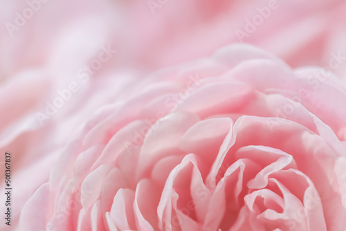 Soft focus  abstract floral background  pink rose flower. Macro flowers backdrop for holiday design