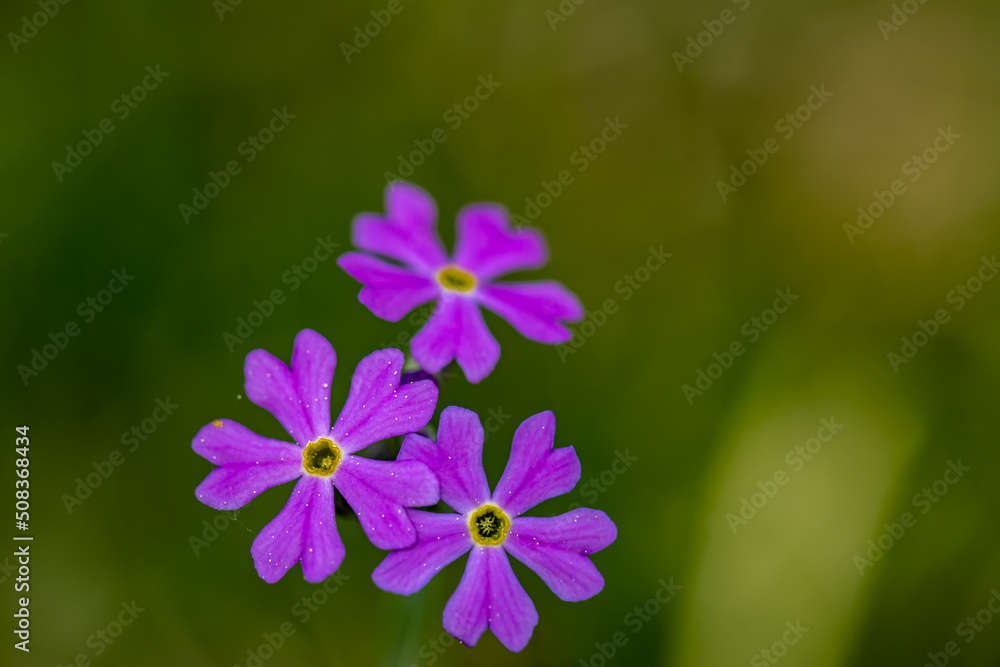 Primula farinosa flower growing in meadow Primula farinosa flower growing in meadow