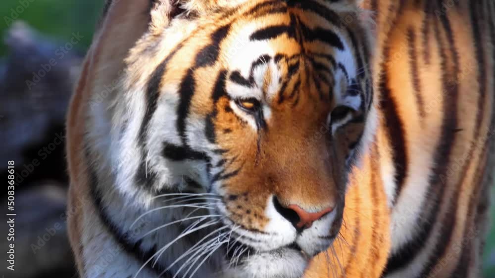 A close up to a Siberian tiger or Amur tiger. A tiger subspecies Panthera tigris native to the Russian Far East, Northeast China and possibly North Korea. A close up to a Siberian tiger or Amur tiger. A tiger subspecies Panthera tigris native to the Russian Far East, Northeast China and possibly North Korea.