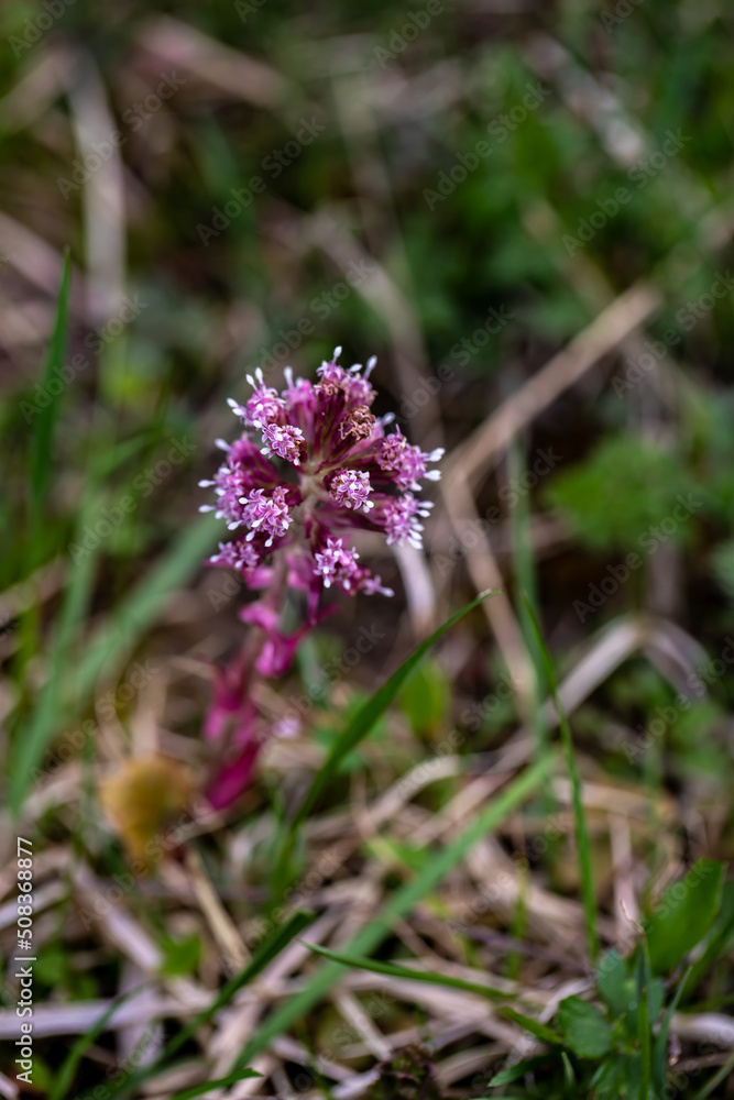 Petasites hybridus flower in meadow Petasites hybridus flower in meadow