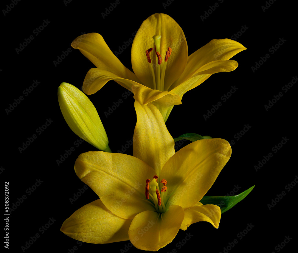 A group of yellow lily flowers centred on a black background. A group of yellow lily flowers centred on a black background.