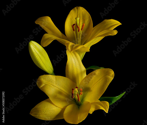 A group of yellow lily flowers centred on a black background.