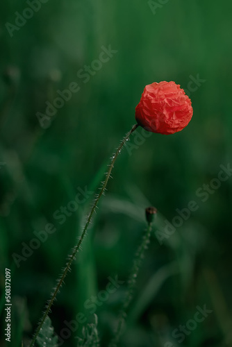 Close up of a wild red poppy flower on a meadow