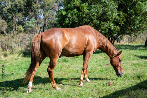 brown horse standing in green grass