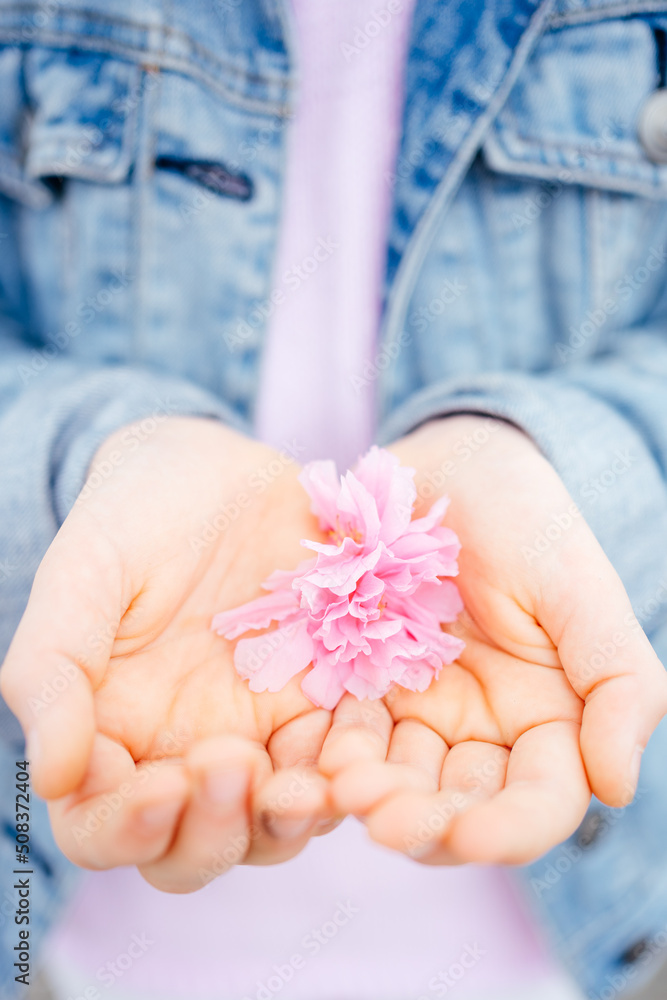 pink sakura flower lies in children's palms. pink pink sakura flower lies in children's palms. pink