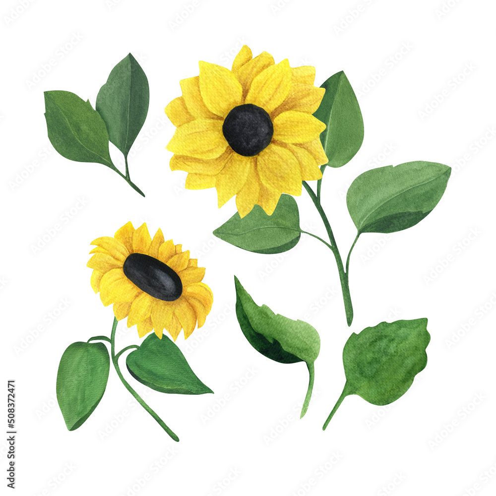 Naklejka premium Watercolor sunflower set.
