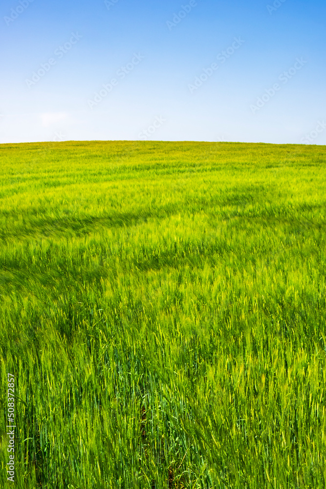 Green corn field with a blue sky