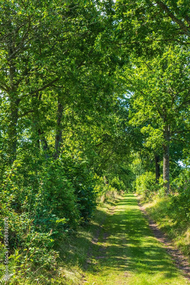 Fototapeta premium Lush road through a tree-lined dirt road in the summer