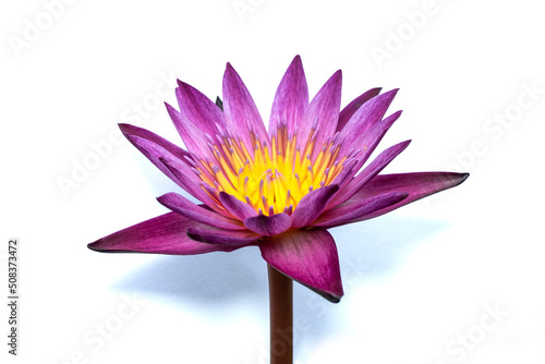 Close up soft focus of lotus flower Isolated on the white background.