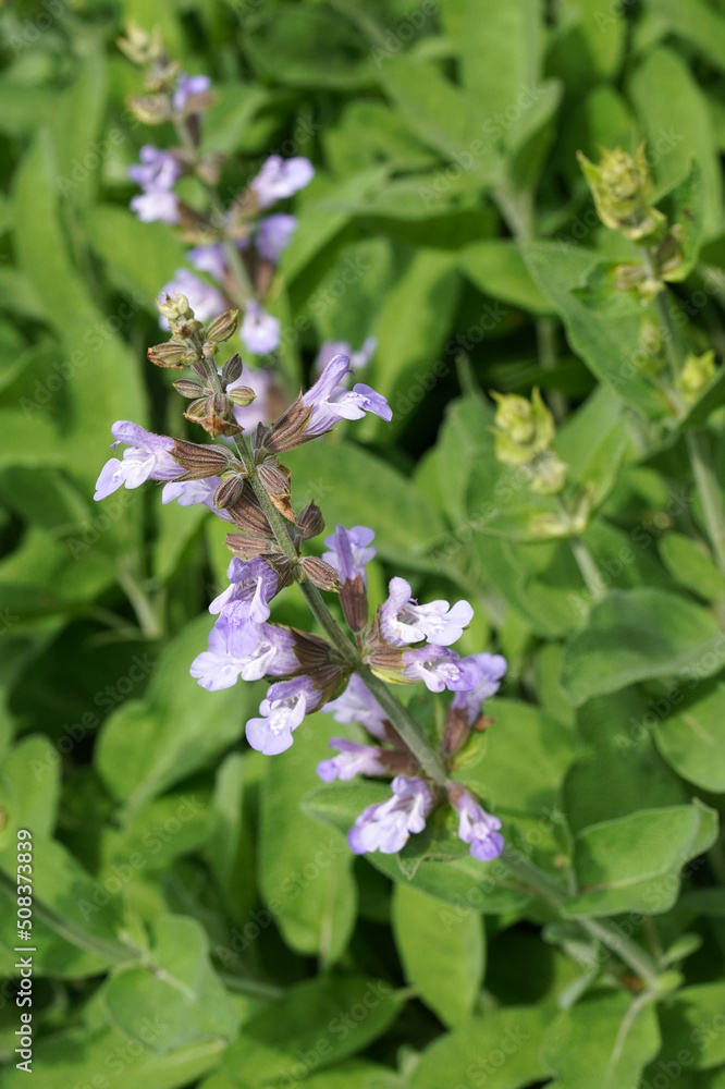Blühende Salbei im Frühling Blühende Salbei im Frühling
