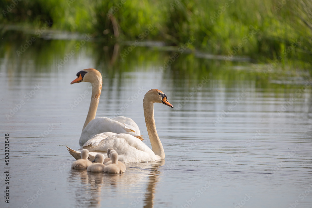 Höckerschwäne (Cygnus olor) mit Nachwuchs auf einem Fluss Höckerschwäne (Cygnus olor) mit Nachwuchs auf einem Fluss