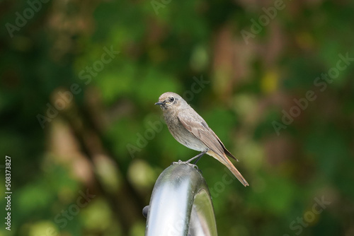 fliegenschnäppfer wartet auf einer stange sitzend