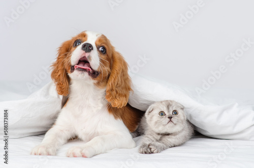 Puppy king charles spaniel sitting on bed next to kitten of scottish breed © Ermolaeva Olga