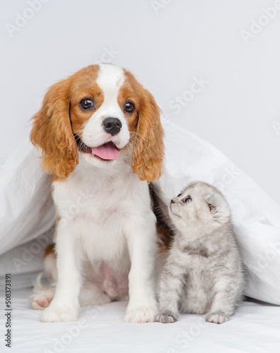 Puppy king charles spaniel sitting on the bed next to a kitten of the scottish breed and looking at him