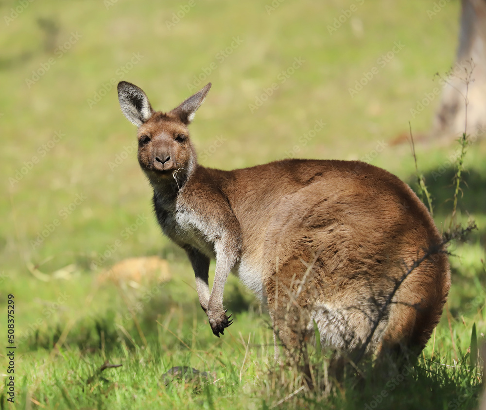 Cute wild young kangaroo grazing close-up, animal portrait, Australian wildlife Cute wild young kangaroo grazing close-up, animal portrait, Australian wildlife