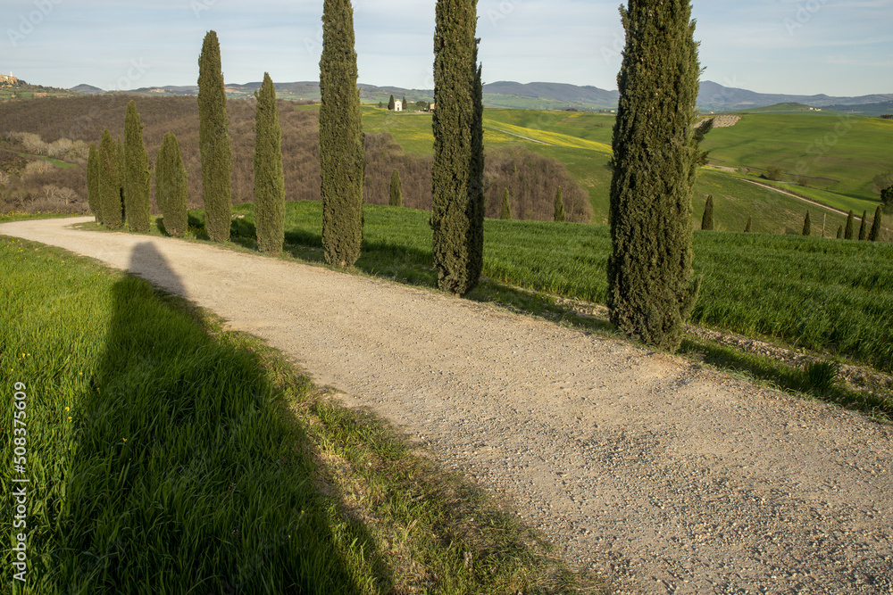 Cypress tree alley in Tuscany