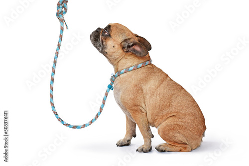 Принти на полотні Fawn French Bulldog dog wearing blue rope retriever leash and collar on white ba