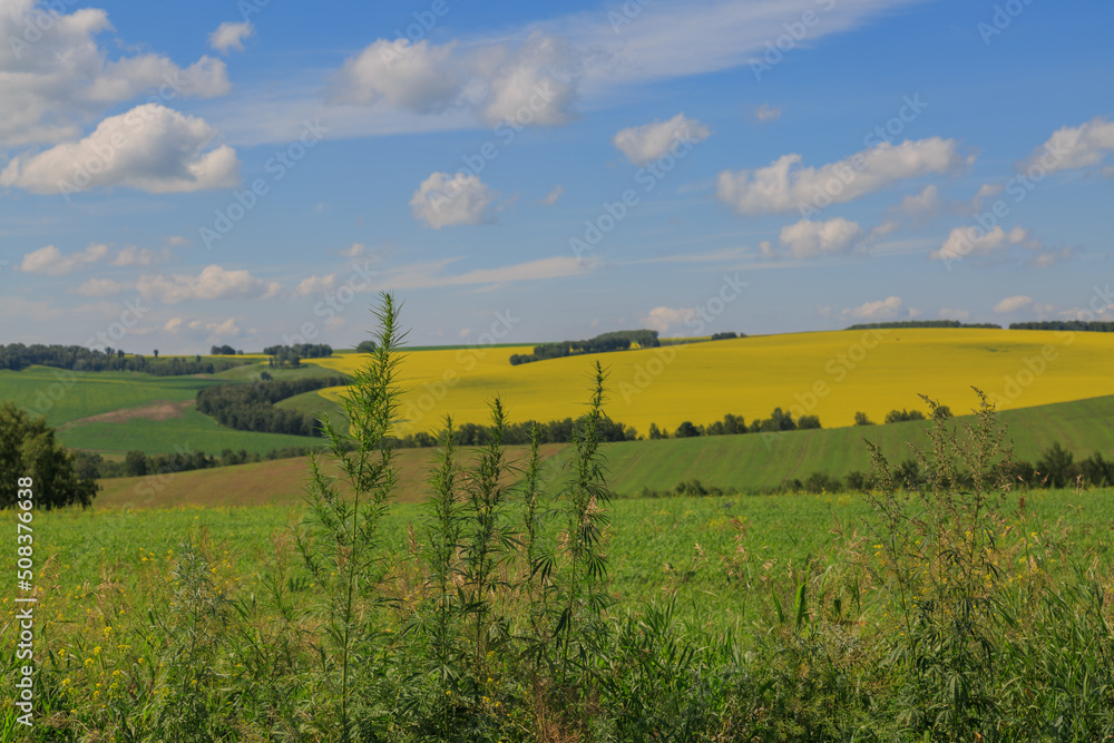 Fototapeta premium Summer landscape with yellow rapeseed fields under a blue sky. agricultural crops.