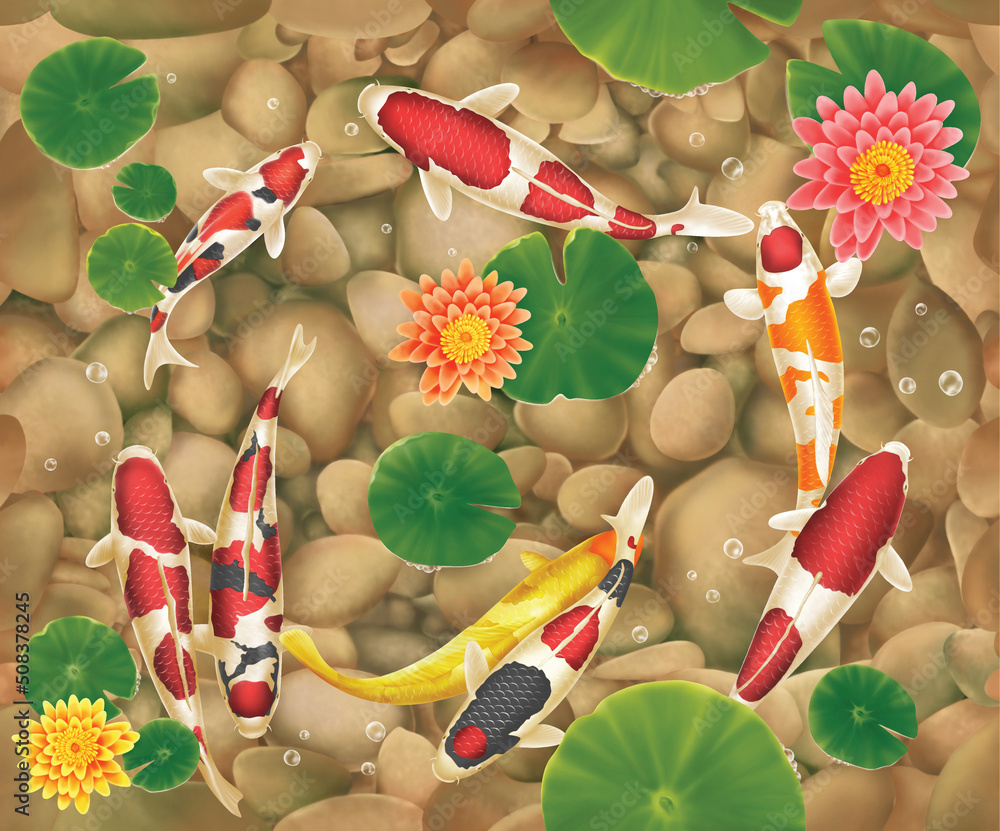beautiful koi fish wallpaper Stock Illustration Adobe Stock