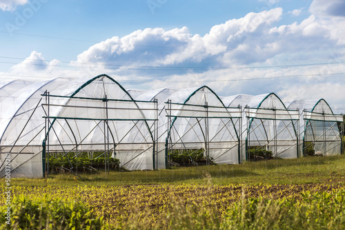 Greenhouses greenery. Big greenhouses for growing vegetables. Berries farmland.