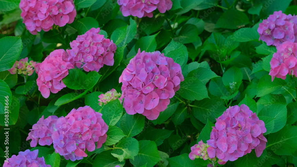 紫陽花 紫陽花