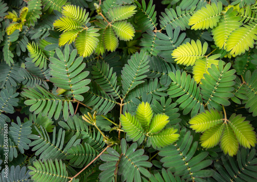 Sensitive plant leaves