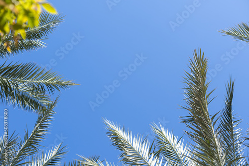 Palm trees against blue sky © Angelov