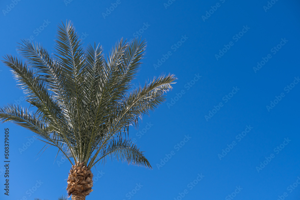 Palm trees against blue sky Palm trees against blue sky