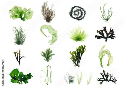 Fotografie, Obraz Green seaweed and brown seaweed set