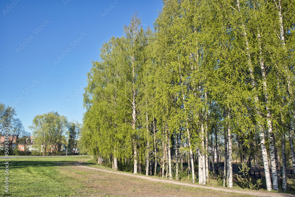 green leaves of the birches against blue sky green leaves of the birches against blue sky