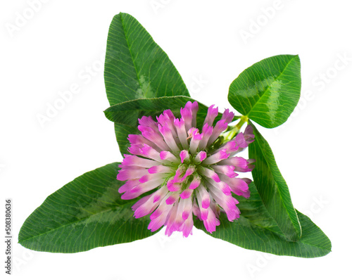 Clover flower with green leaves, isolated on white background.