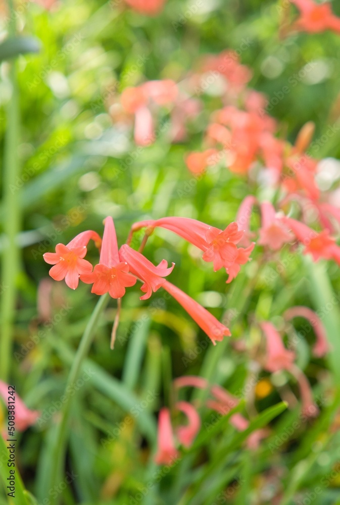 赤さが際立つ花模様