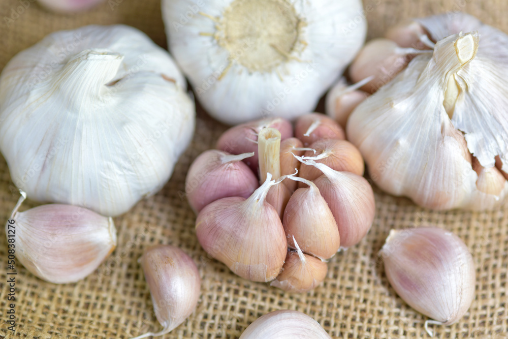 garlic bulbs and garlic cloves on a cloth sack. Selected focus. Concept of spices for healthy cooking. close-up. Organic garlic top view. garlic bulbs and garlic cloves on a cloth sack. Selected focus. Concept of spices for healthy cooking. close-up. Organic garlic top view.