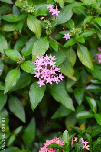 pink flowers in the garden © EndwiaAS