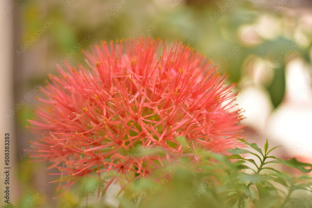 Bloody Lily Flower. Real Flowers. Flowers Of Maharashtra Bloody Lily Flower. Real Flowers. Flowers Of Maharashtra