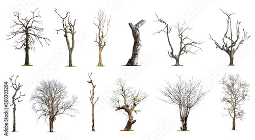 Canvastavla Collection of dead tree,dry tree, isolated on white background.