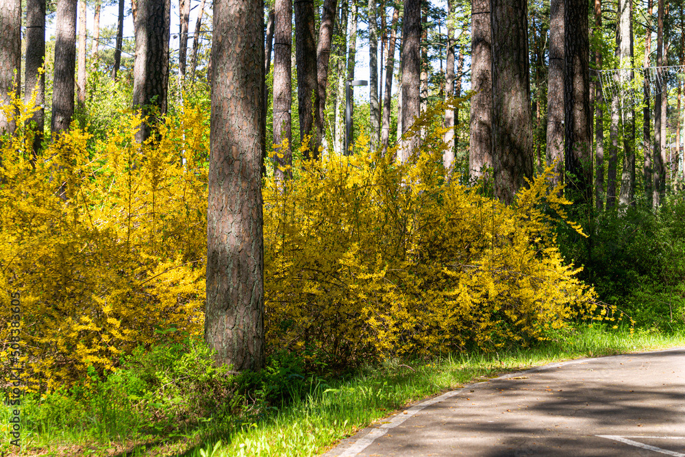 Fototapeta premium Yellow, bright forsythia flowers in spring in the park.