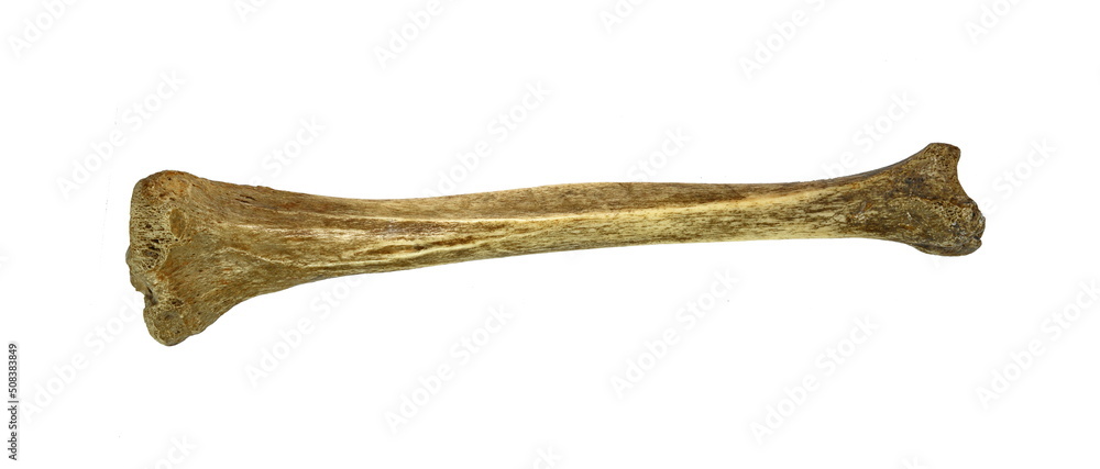 Humerus bone of human isolated on white background Humerus bone of human isolated on white background