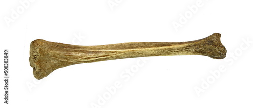 Humerus bone of human isolated on white background photo
