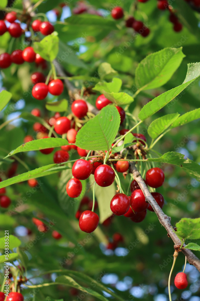 Red ripe cherry fruits on branch ready to be harvested in the orchard.at dawn. Prunus avium on springtime