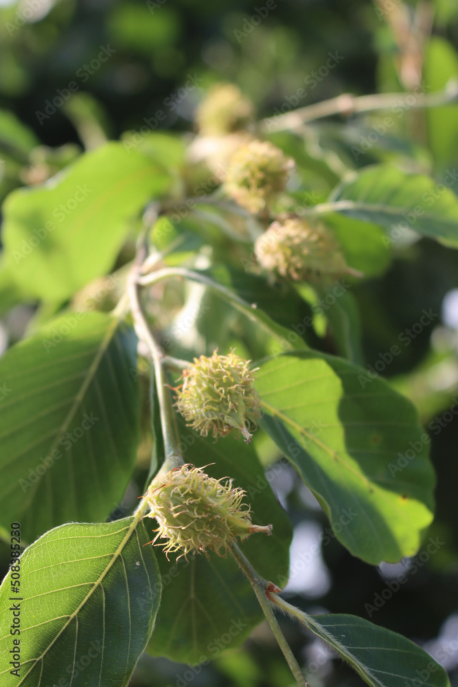 European or Common beech tree with prickly green unripe fruits on springtime season. Fagus sylvatica European or Common beech tree with prickly green unripe fruits on springtime season. Fagus sylvatica