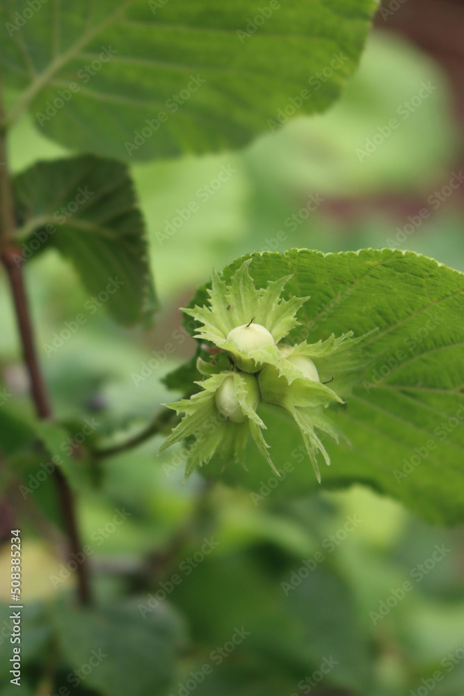 Unripe little green hazelnuts growing on branch on springtime. Corylus avellana tree Unripe little green hazelnuts growing on branch on springtime. Corylus avellana tree