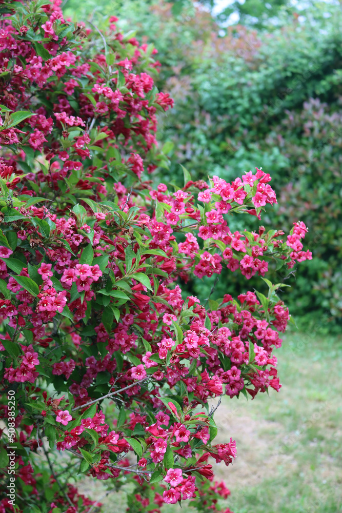 Weigelia bush in bloom with beautiful pink flowers in the garden on springtime