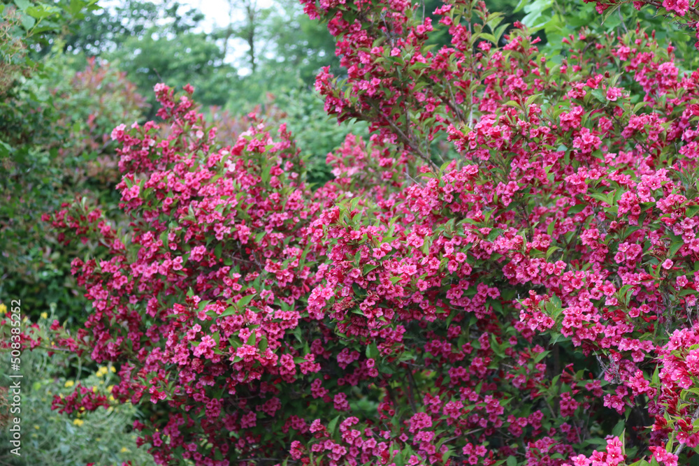 Weigelia bush in bloom with beautiful pink flowers in the garden on springtime Weigelia bush in bloom with beautiful pink flowers in the garden on springtime