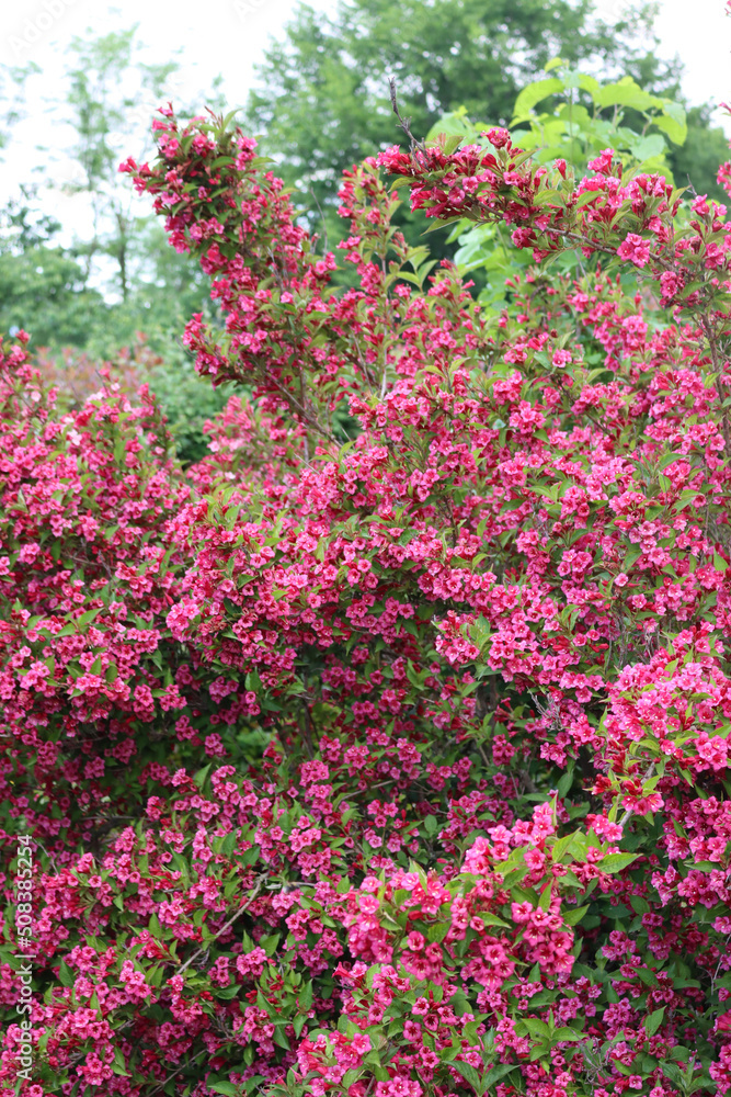 Weigelia bush in bloom with beautiful pink flowers in the garden on springtime Weigelia bush in bloom with beautiful pink flowers in the garden on springtime