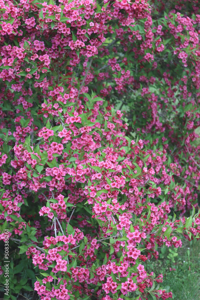 Weigelia bush in bloom with beautiful pink flowers in the garden on springtime Weigelia bush in bloom with beautiful pink flowers in the garden on springtime